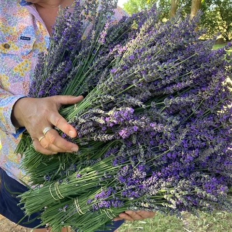 bunches of freshly picked lavender
