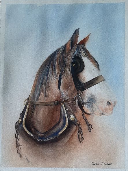 watercolour painting of a draught horce
