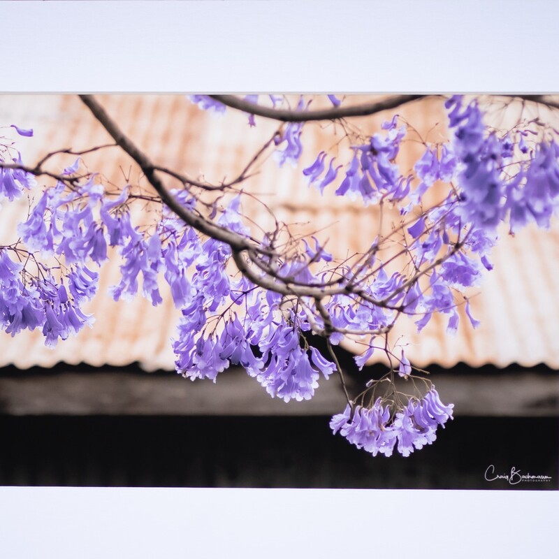 photograph of Jacaranda flowers in front of a rusty tin roof