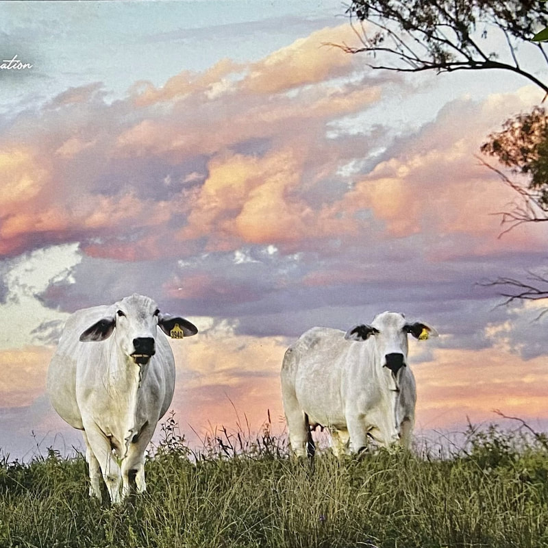 photograph of two cows in a paddock with pink clouds in the background